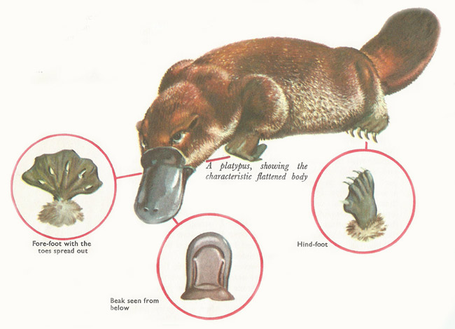 Platypus Image