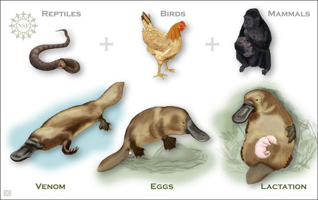 Platypus Image